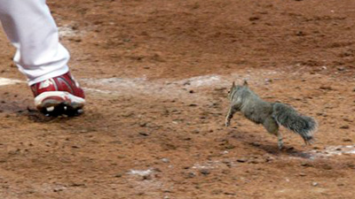 rally squirrel